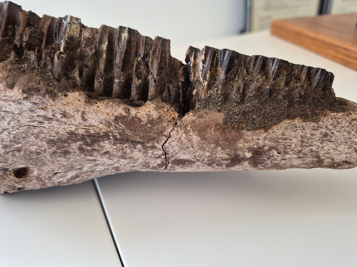 13.8" Hadrosaur Jaw(Judith river)