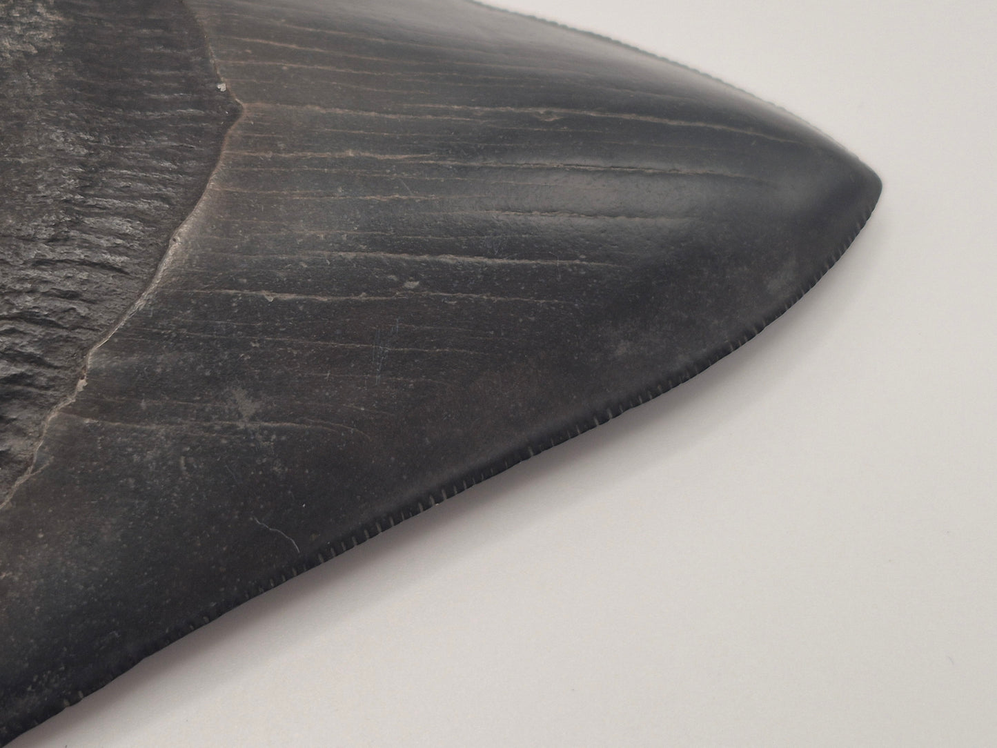 3.89" Megalodon Tooth(Georgia)