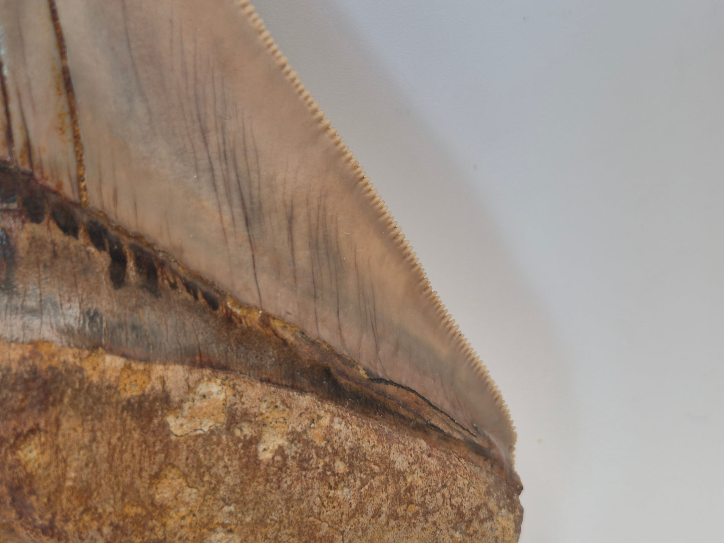 5.26" Megalodon Tooth(Indonesia)