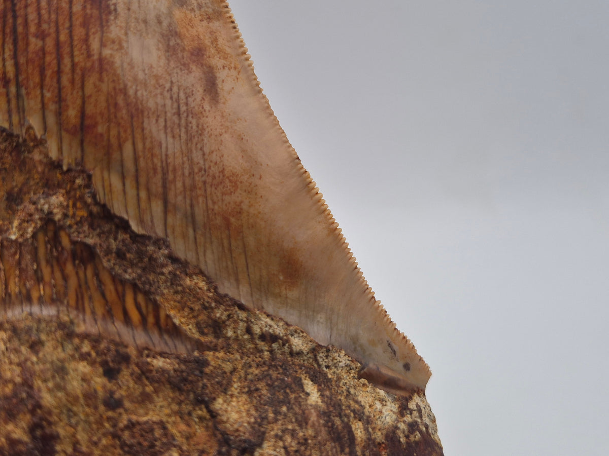 6.03" Megalodon Tooth (Indonesia)