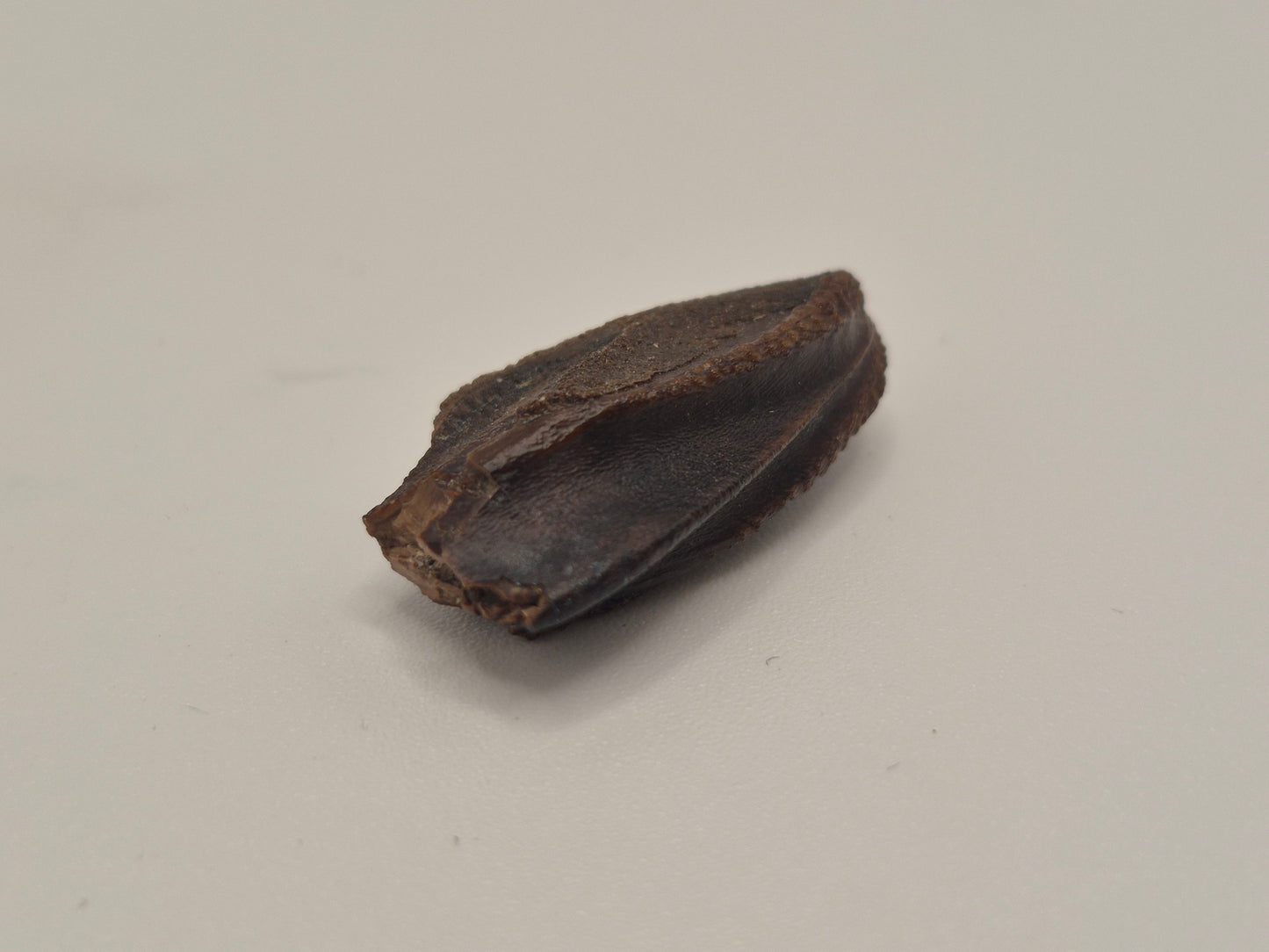 1.09" Hadrosaur Tooth (Judith River)