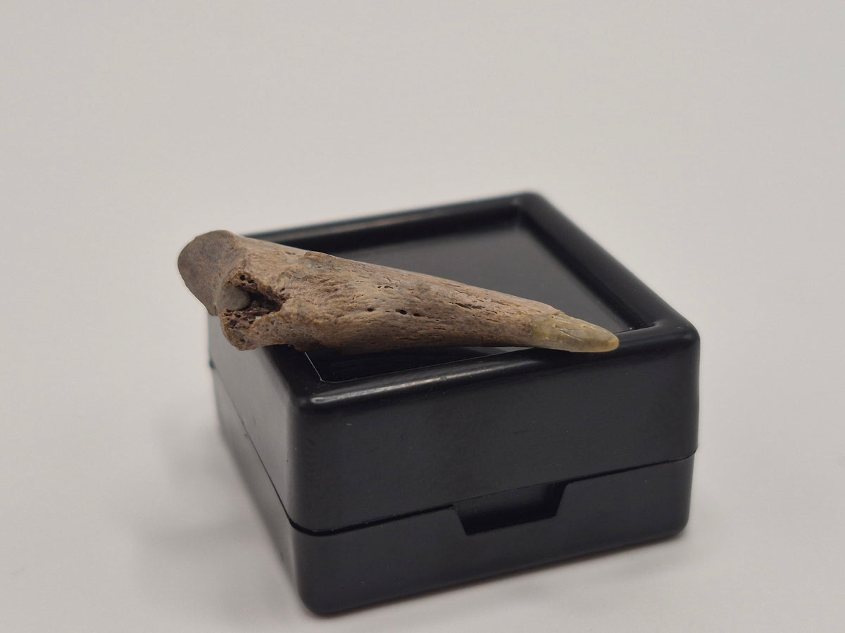 1.18" Troodon Toe Claw(Judith River)