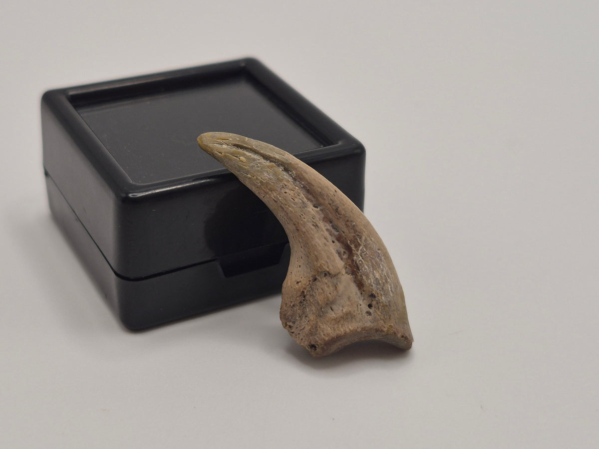 1.18" Troodon Toe Claw(Judith River)
