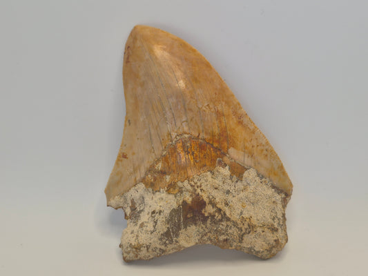 4.7" Megalodon Tooth(Indonesia)