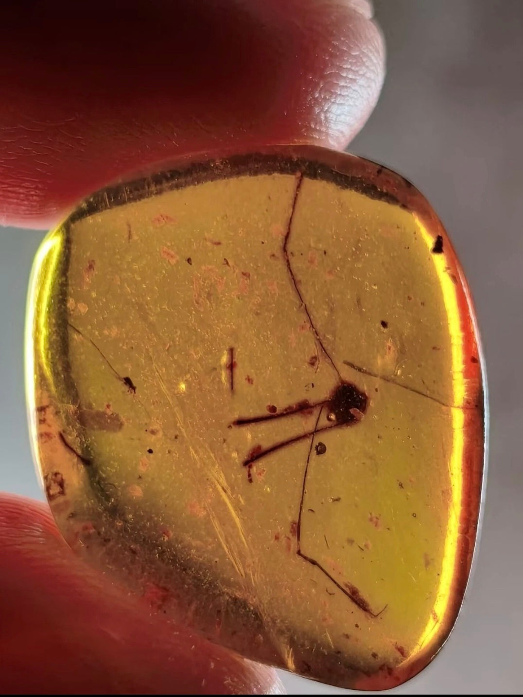 Harvestmen in Burmese Amber