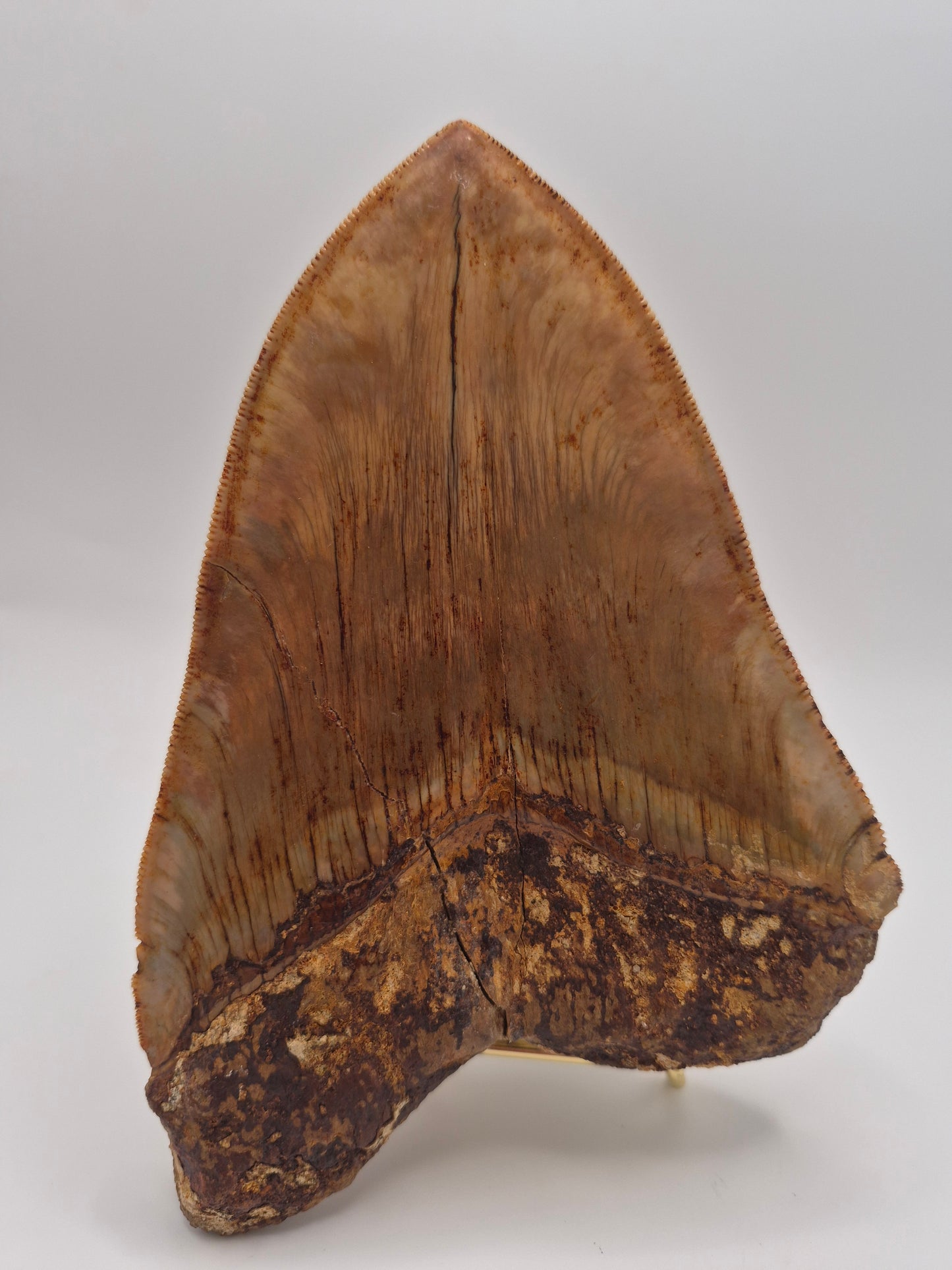 6.02" Megalodon Tooth(Indonesia)