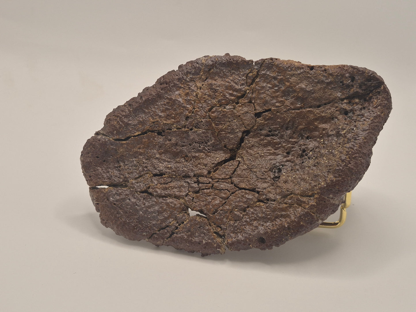 5.75" Ankylosaurus Spiked Scute (Judith River)