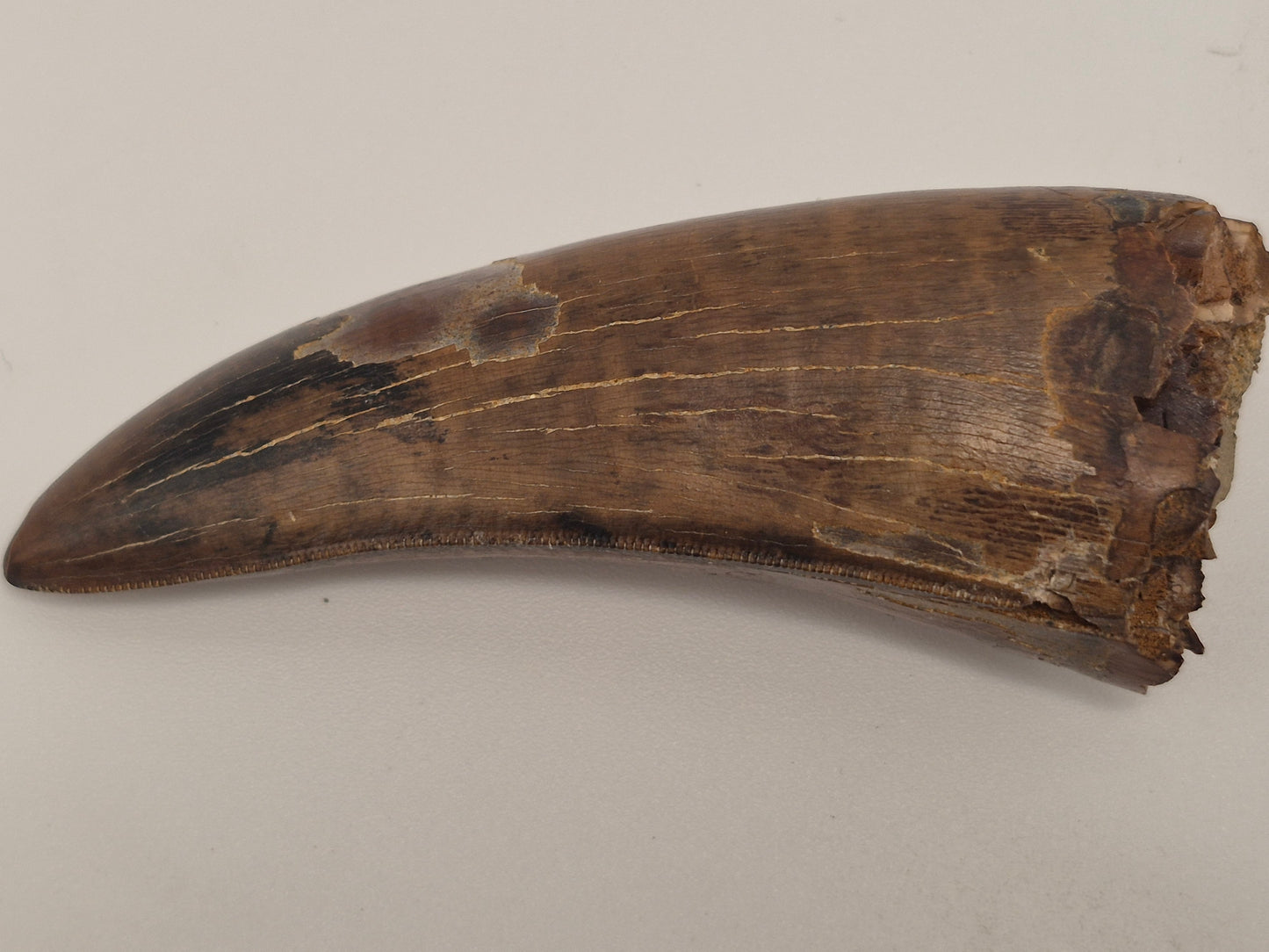 3.04" tyrannosaur Tooth(Judith River)