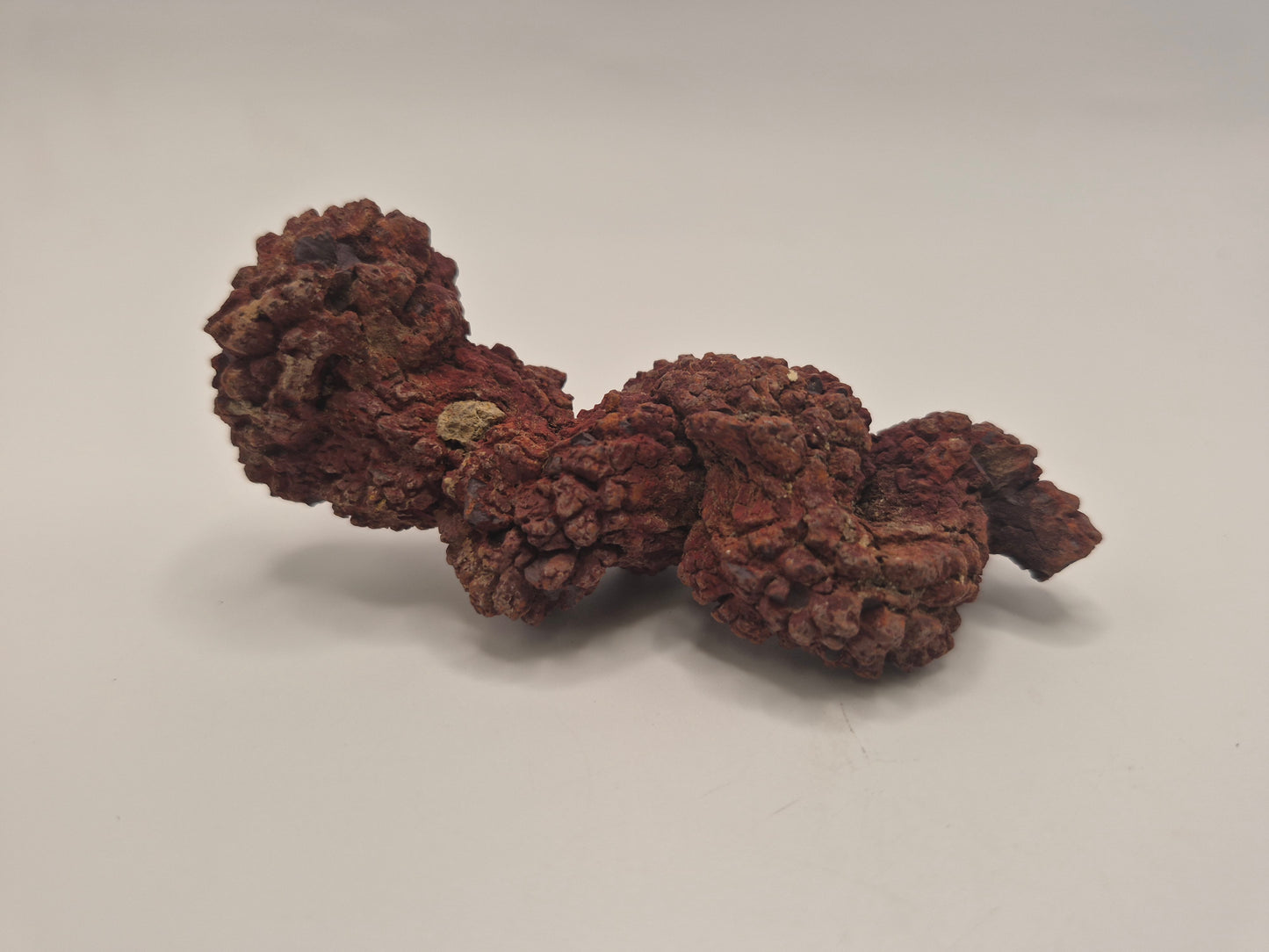 3.43" Coprolite (Madagascar)