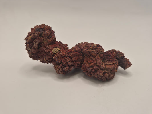 3.43" Coprolite (Madagascar)