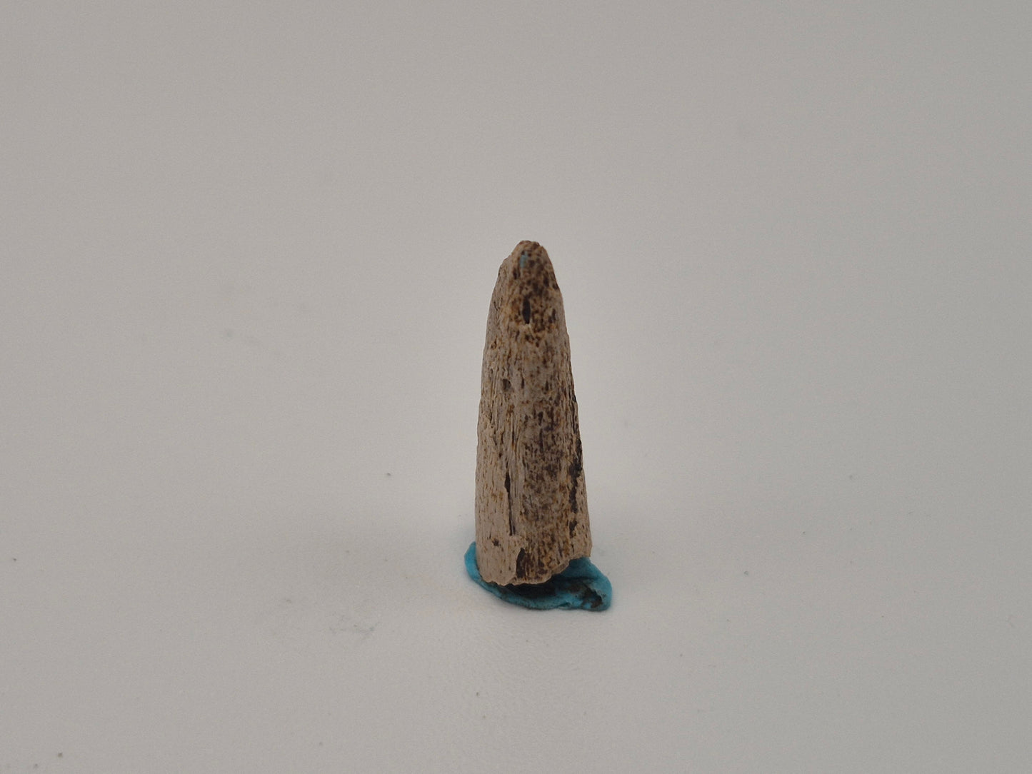 0.7" Theropod Indet. Claw (Judith River)