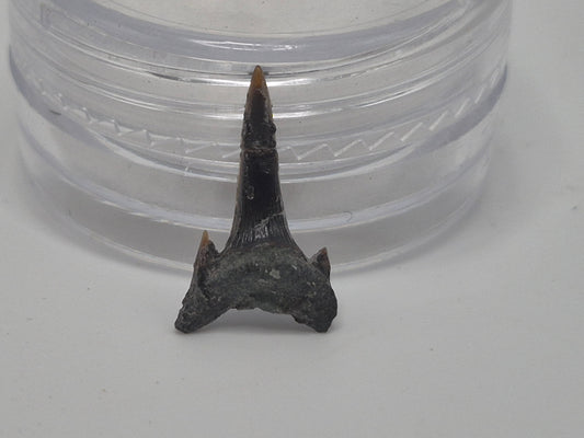 0.61" Carcharias Dominguei Tooth (Hornby Island)
