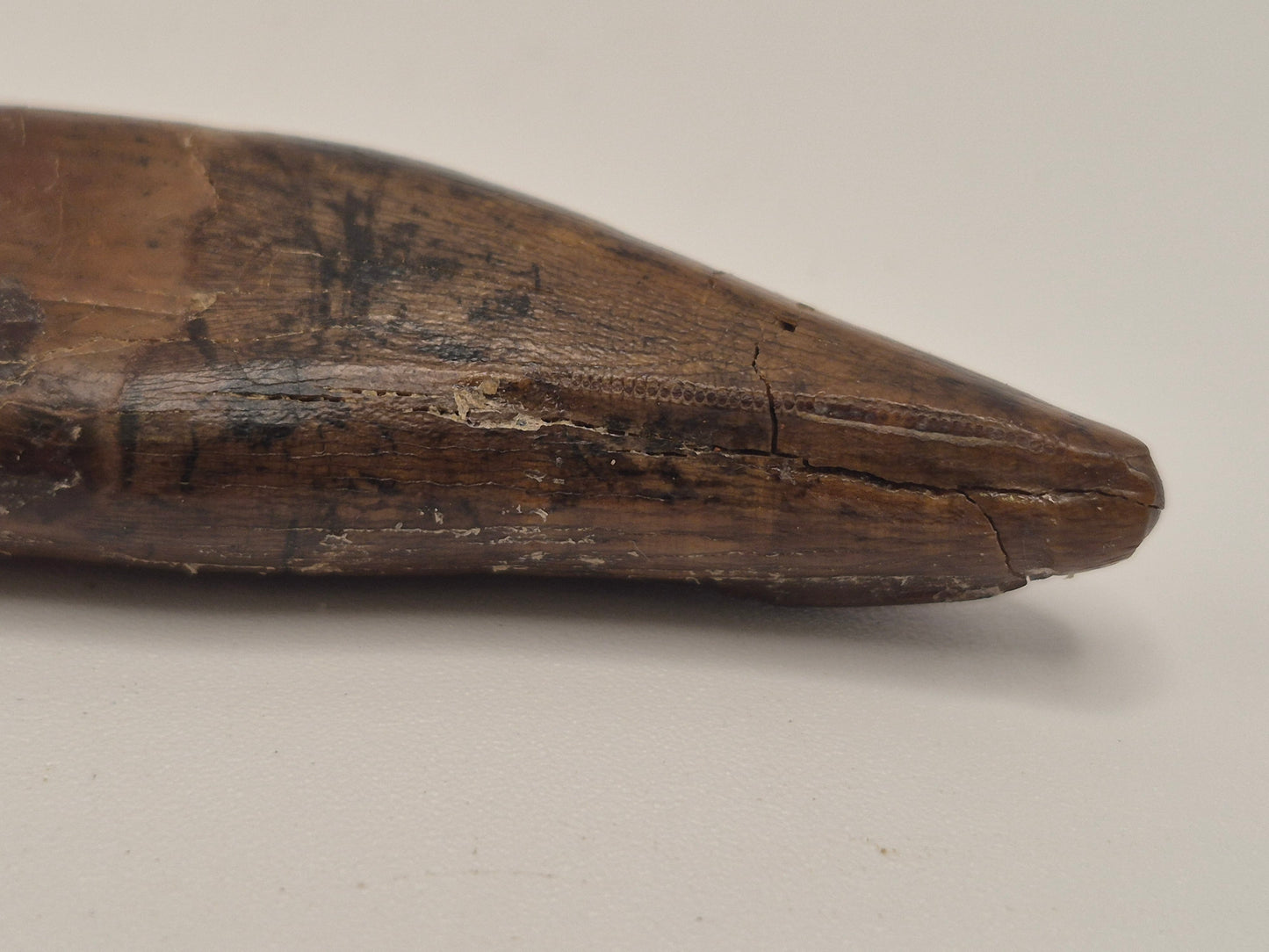 2.25" Tyrannosaurus Premax Tooth (Judith River)