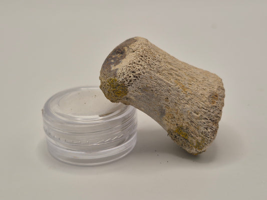 1.54" Ceratopsian Toe Bone