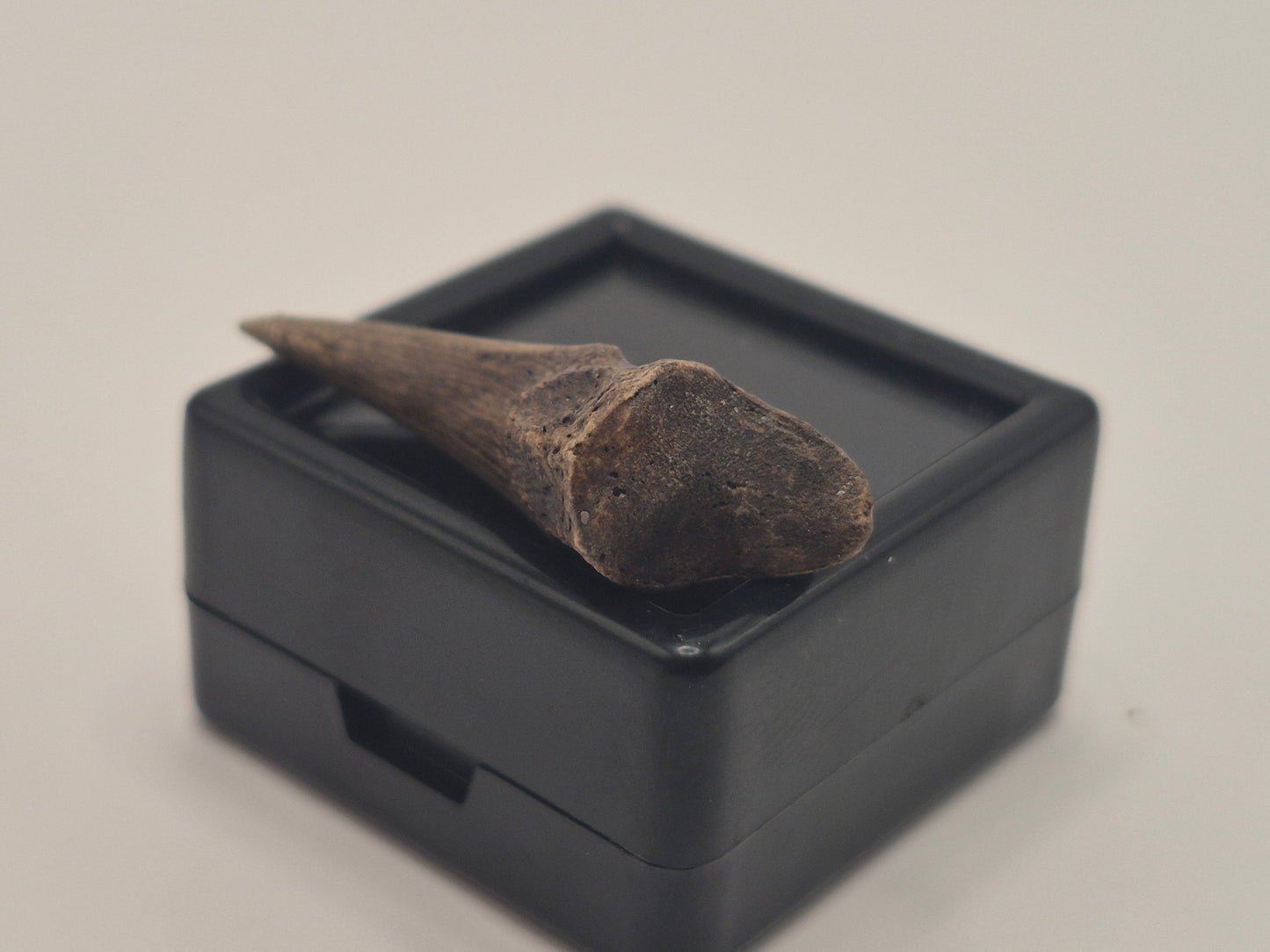 1.19" Troodon Toe claw(Judith River)