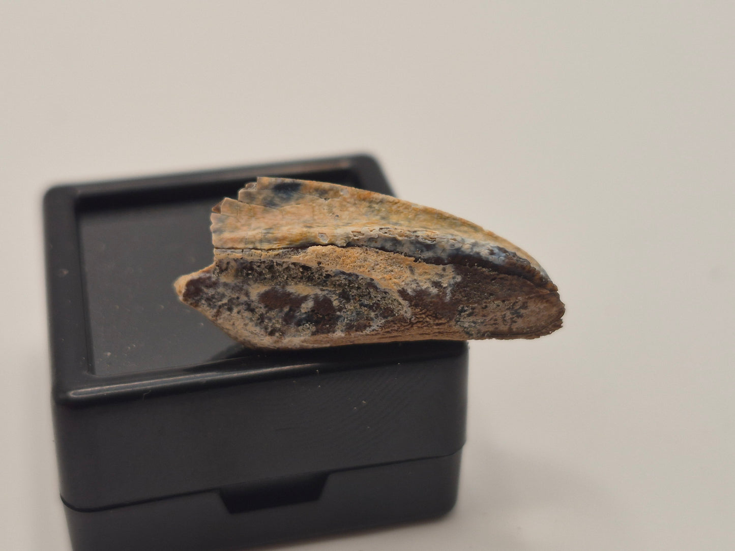 1.03" Hadrosaur Tooth(Judith River)