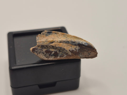 1.03" Hadrosaur Tooth(Judith River)