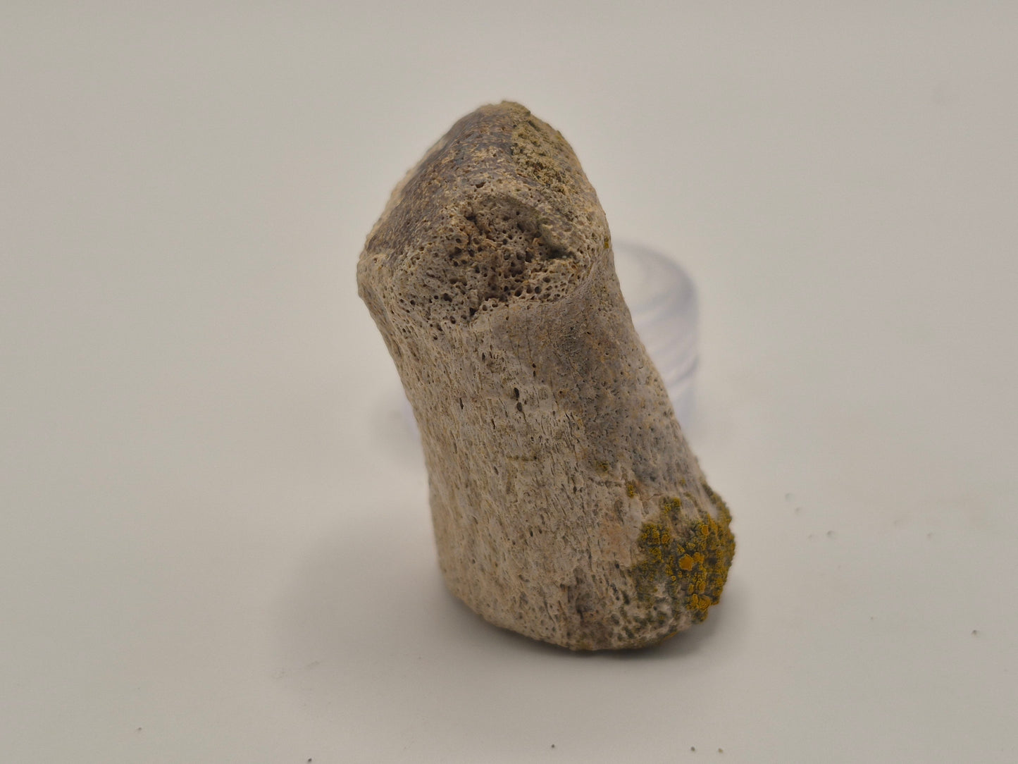 1.54" Ceratopsian Toe Bone