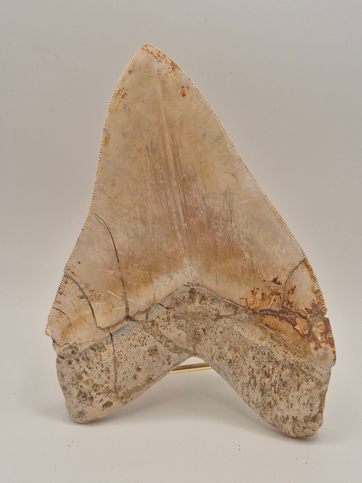 6.15" Megalodon Tooth(Indonesia)