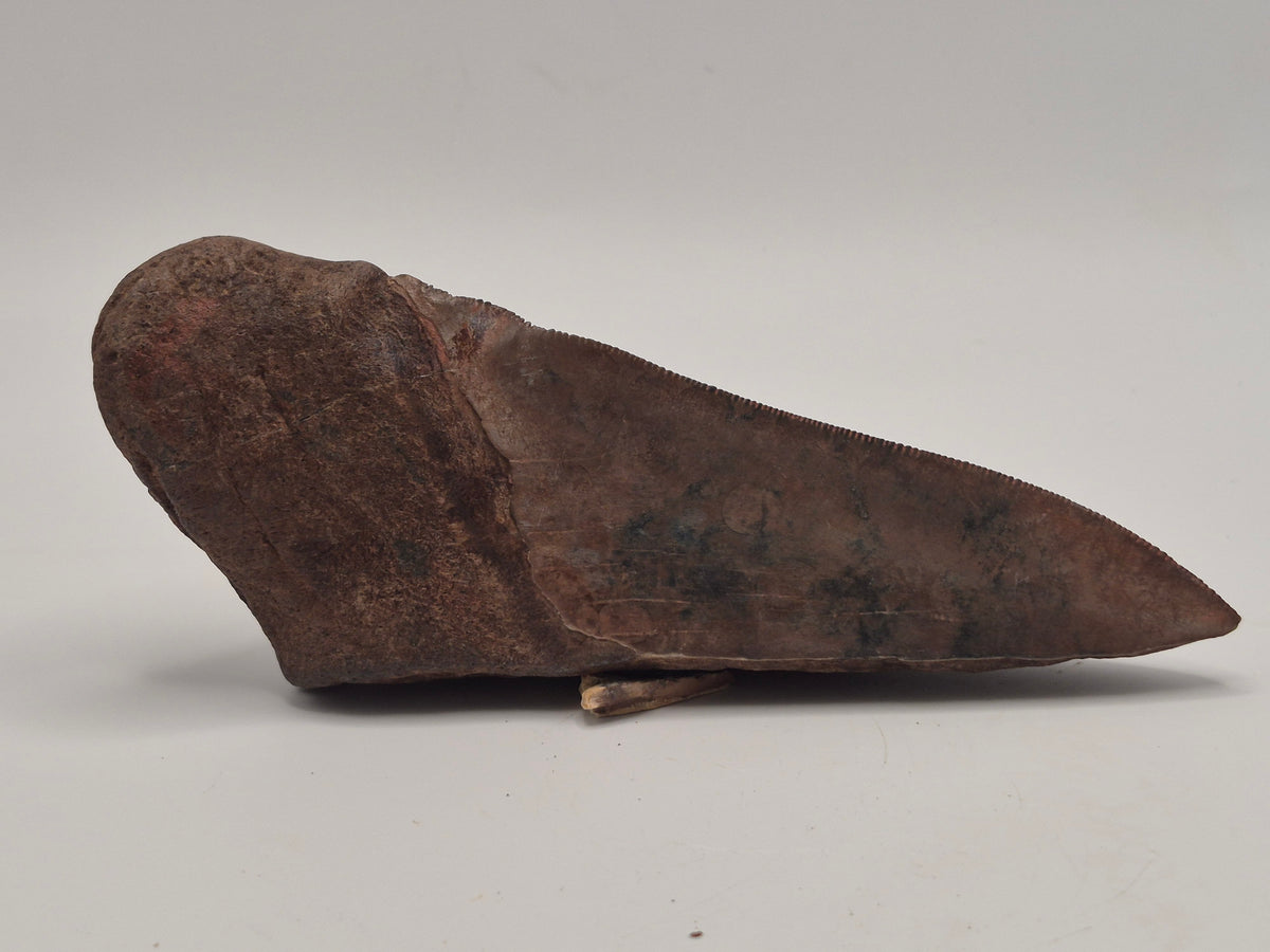 5.61" Half Megalodon tooth (Georgia)