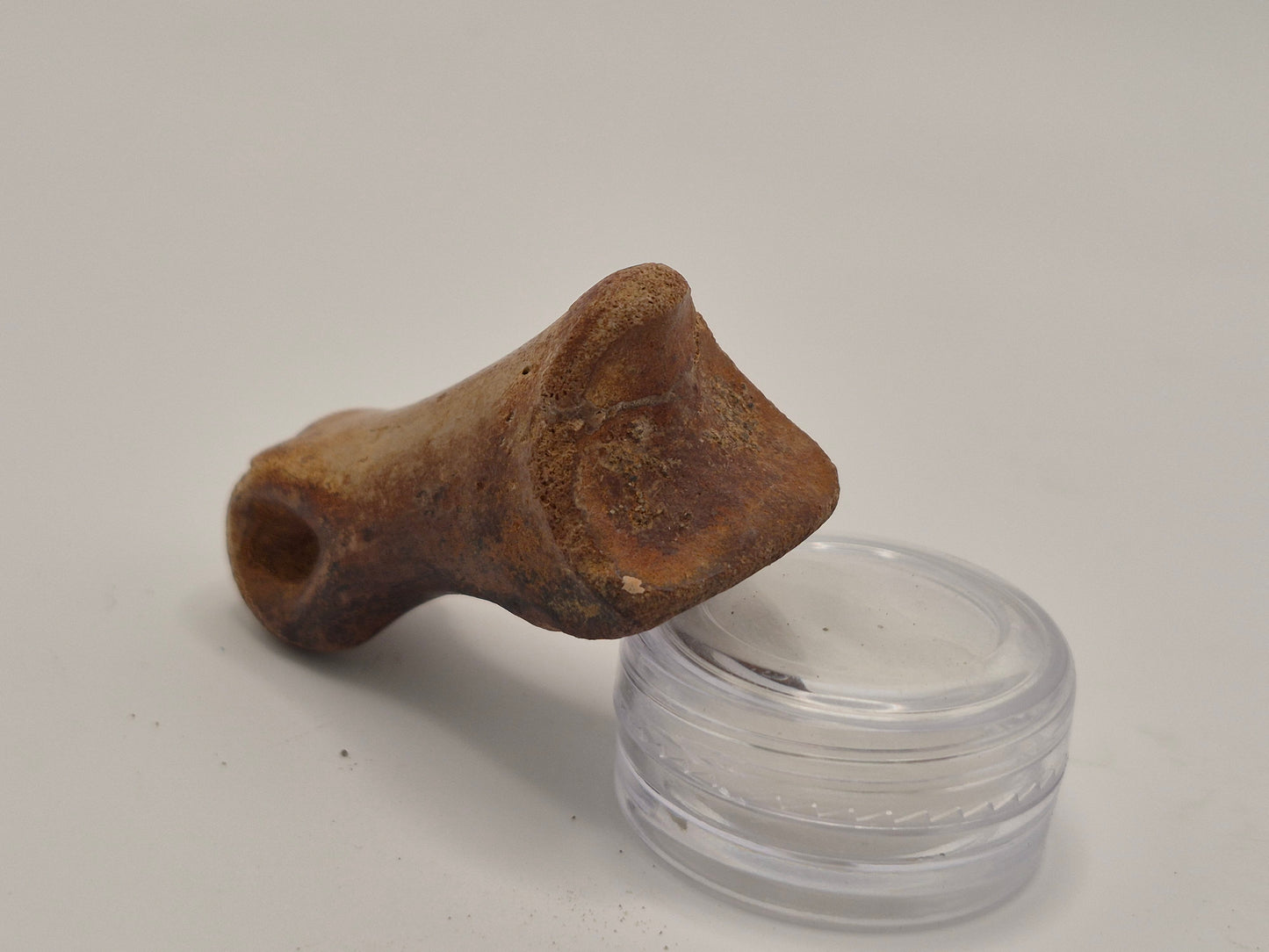 1.92" Juvenille Tyrannosaur Toe Bone(Judith River)