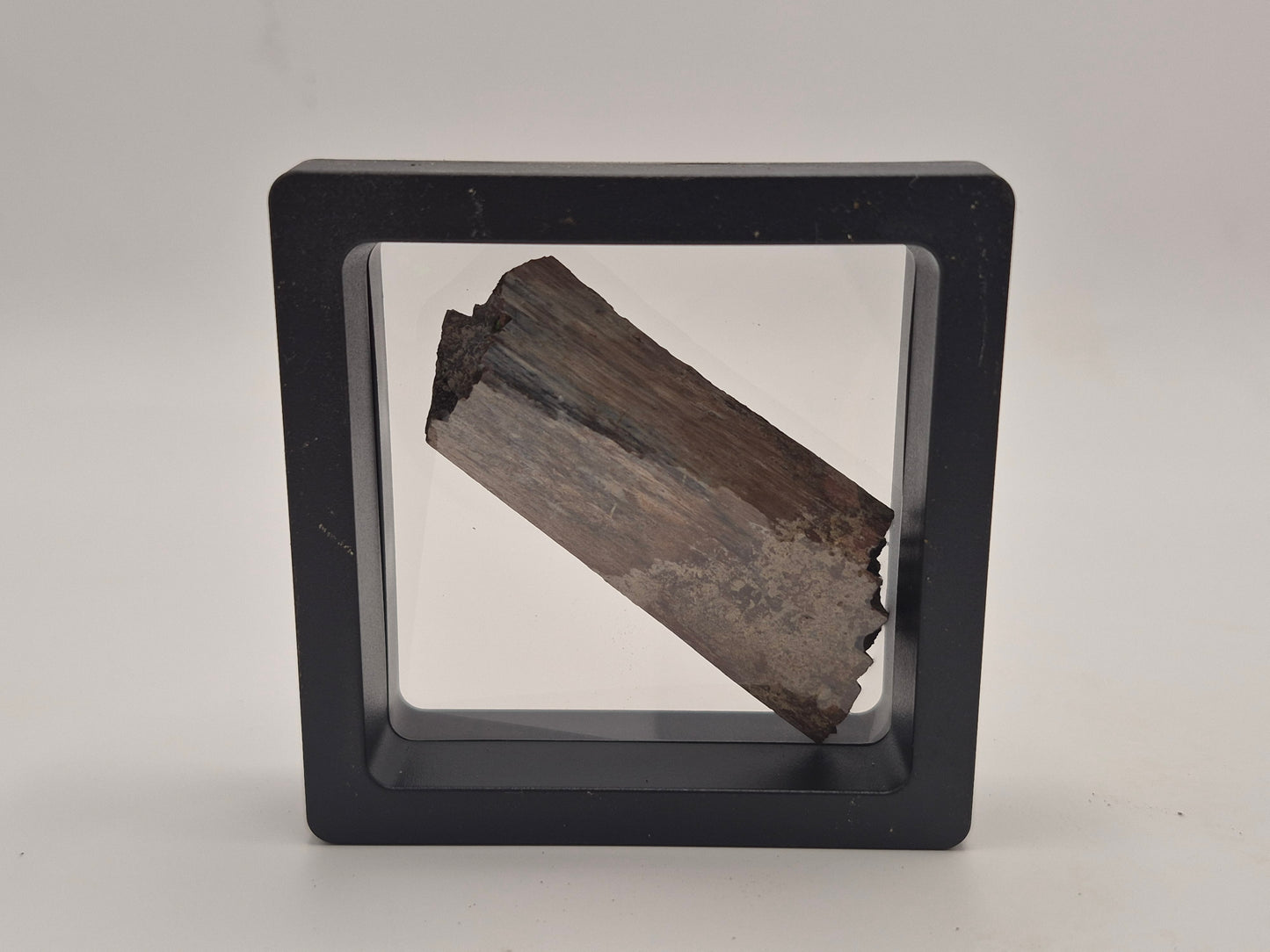 2.36" Dinosaur Rib Bone W/ Case (Judith River)