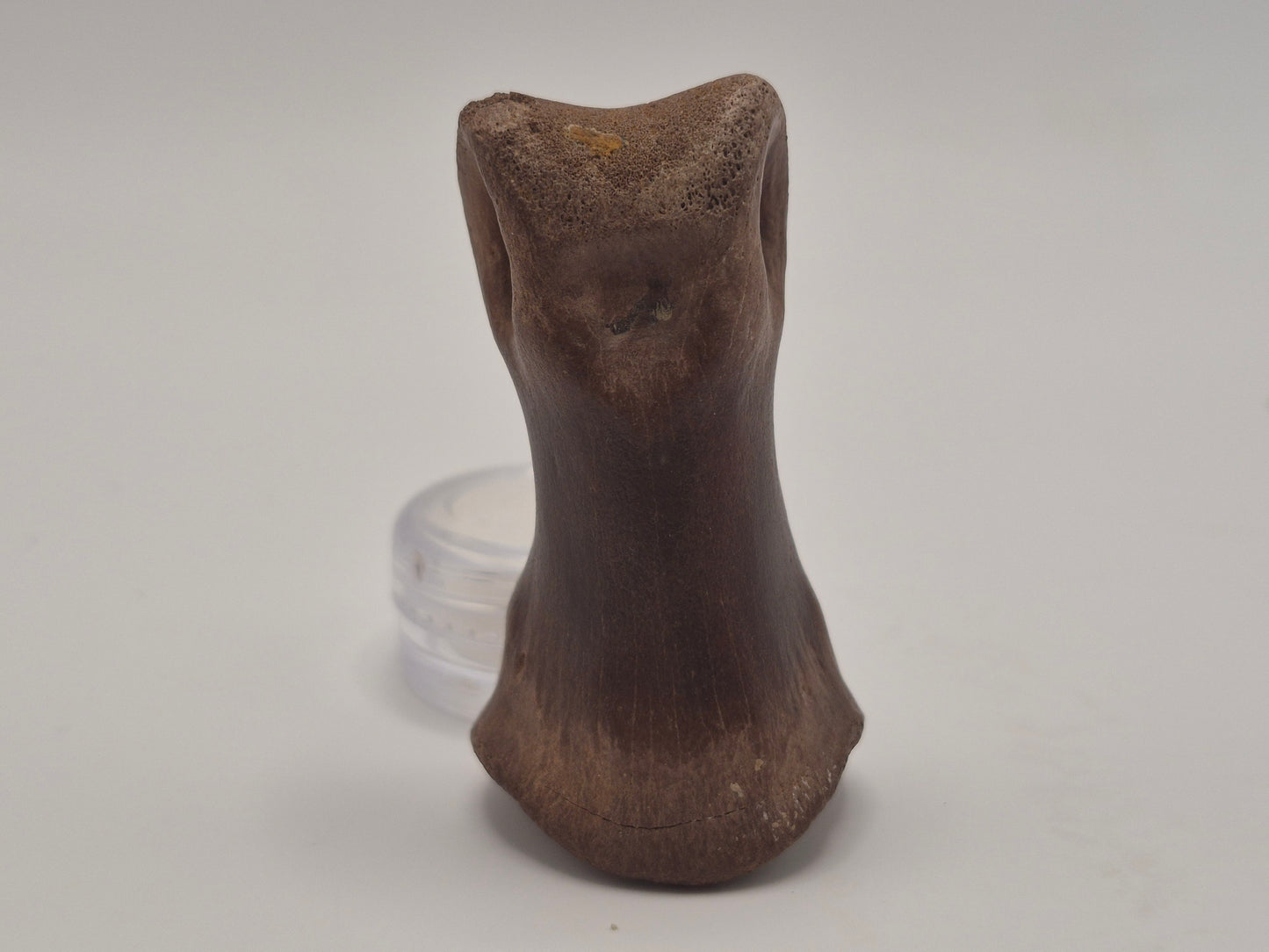 2.15" Juvenile Tyrannosaur Toe Bone(Judith River)