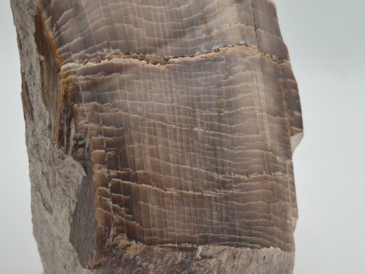 2.81lbs Petrified Wood