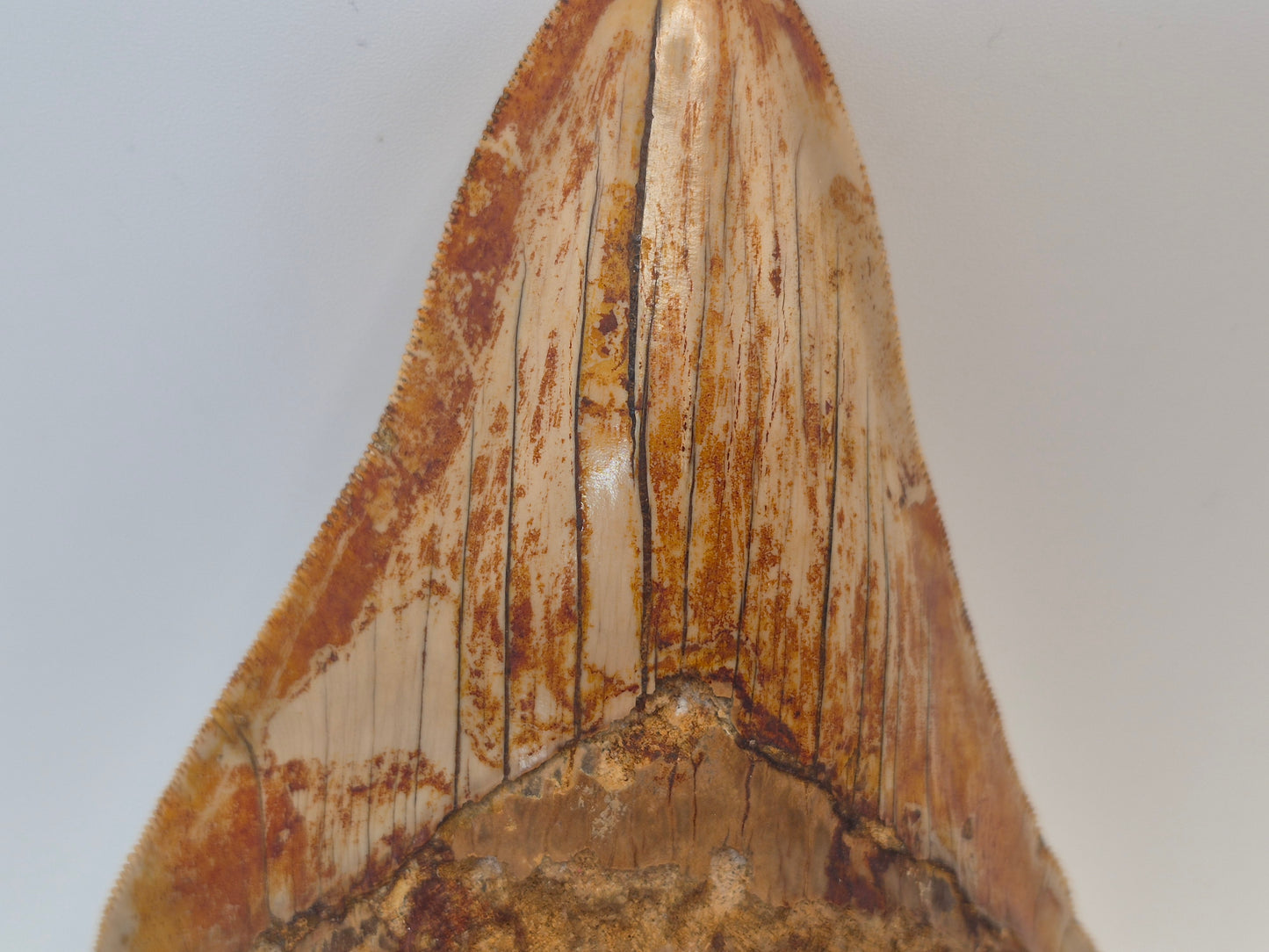 5.02" Megalodon Tooth(Indonesia)