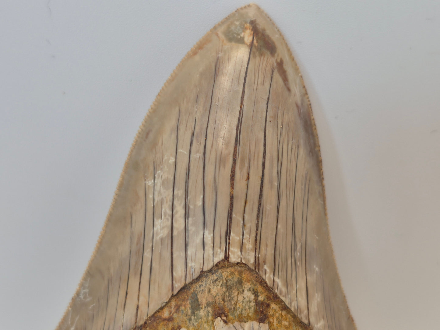 5" Megalodon Tooth(Indonesia)