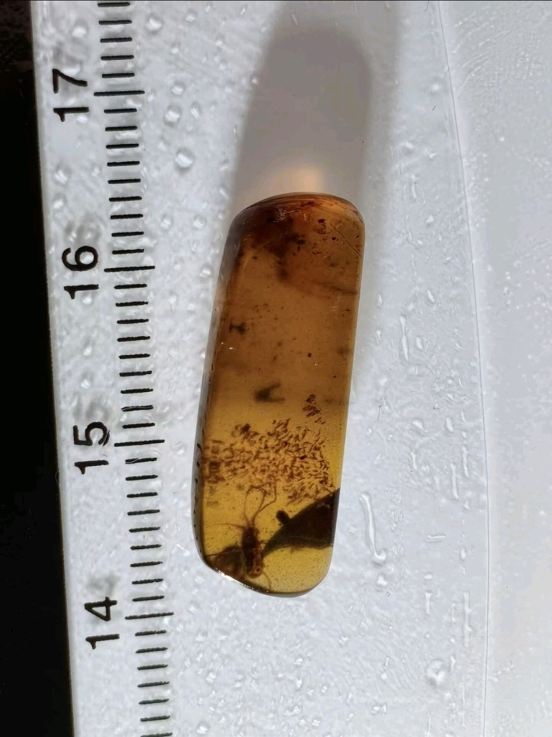 Tick And Snow Fleas in Burmese Amber