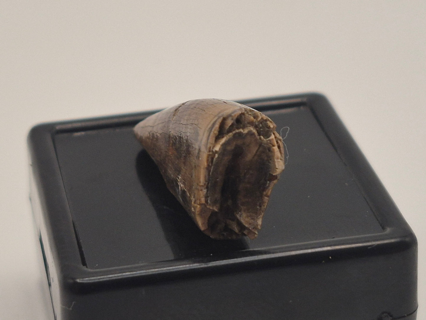 0.86" Pre-Max Tyrannosaur Tooth(Judith Tooth)