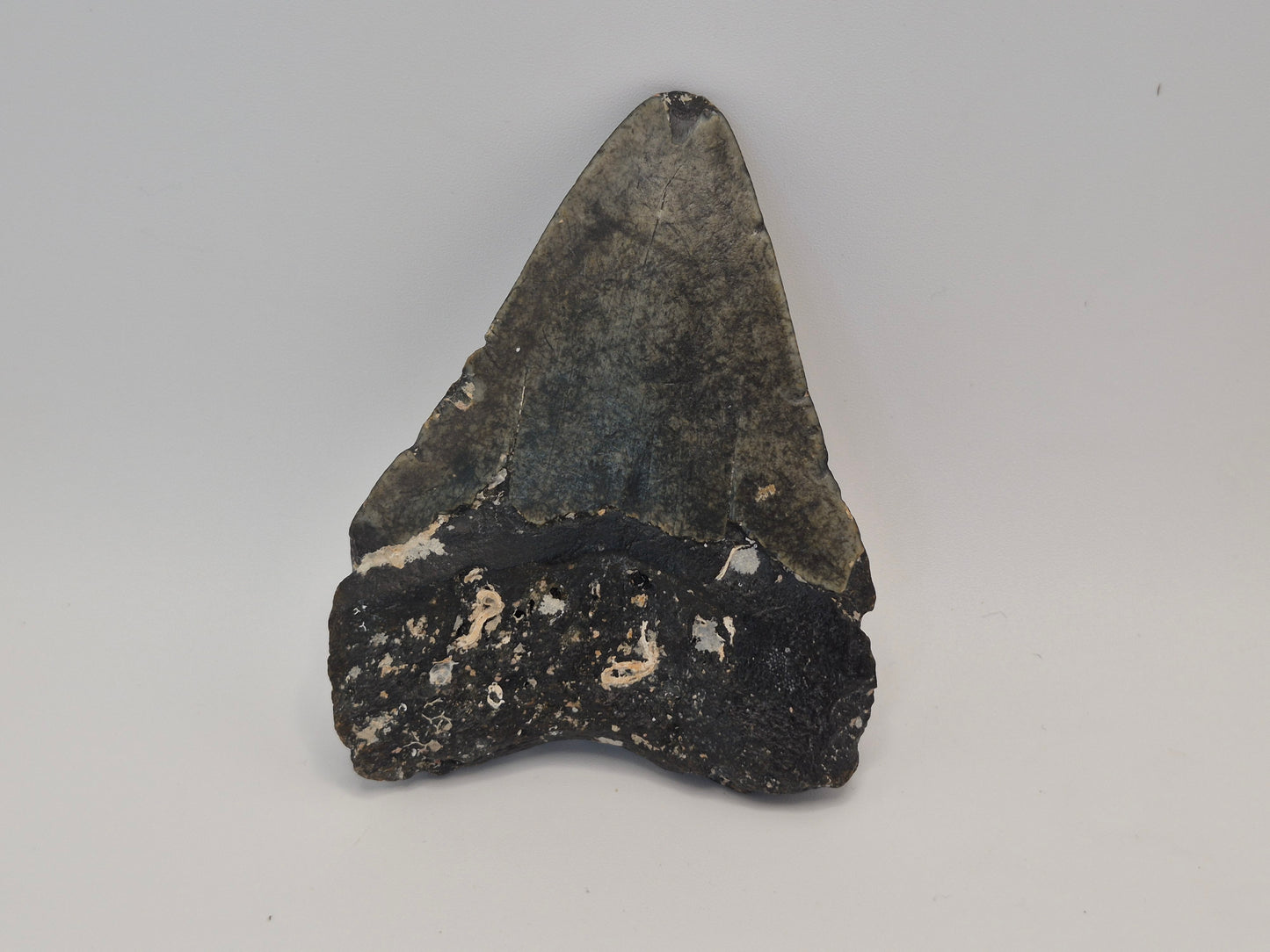 3.58" Megalodon Tooth (North Carolina)