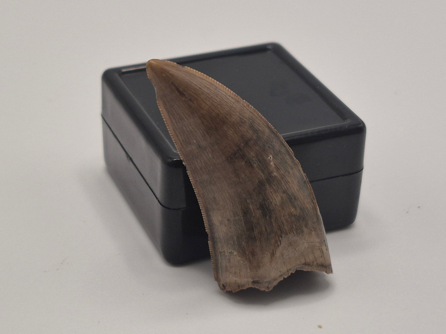 1.60" Tyrannosaur Tooth(Judith Tooth)