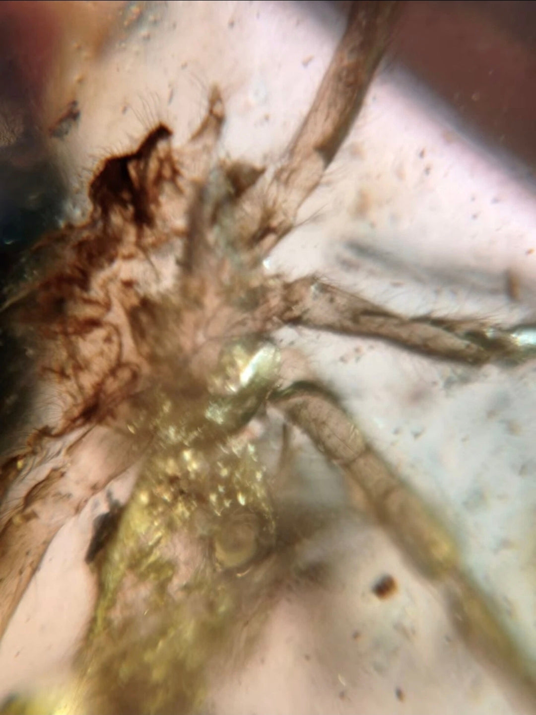 Large spider in Burmese Amber