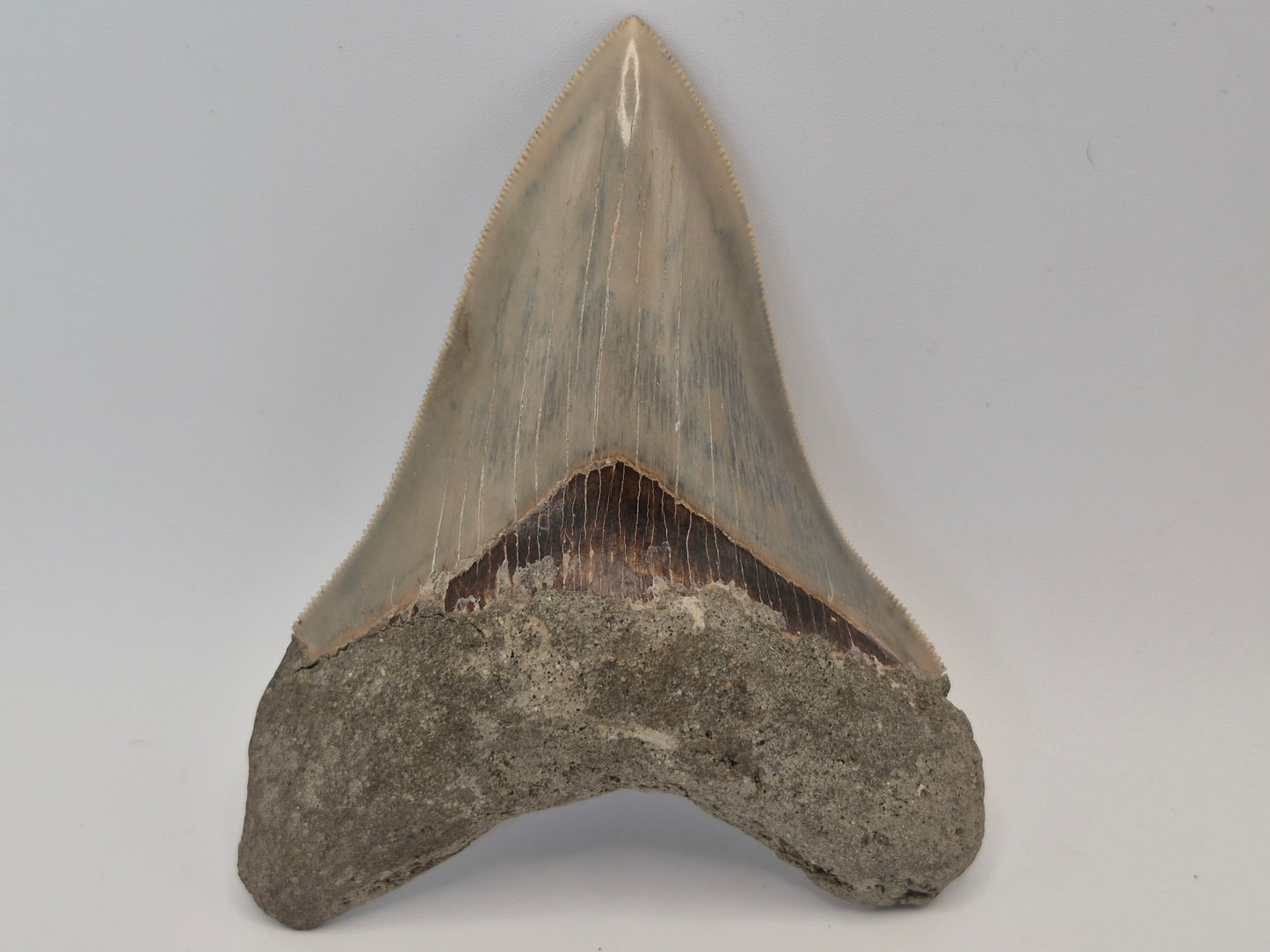 4.55" Megalodon Tooth(Indonesia)