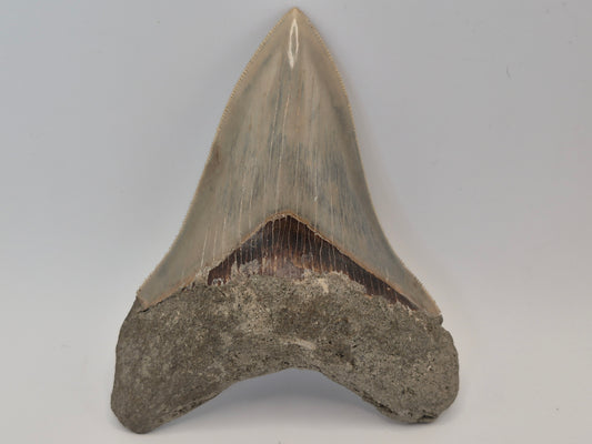 4.55" Megalodon Tooth(Indonesia)