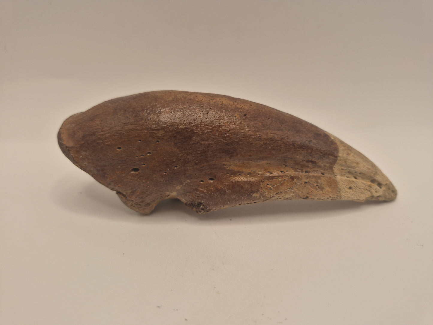 5" Tyrannosaur Toe Claw(Judith River Formation)
