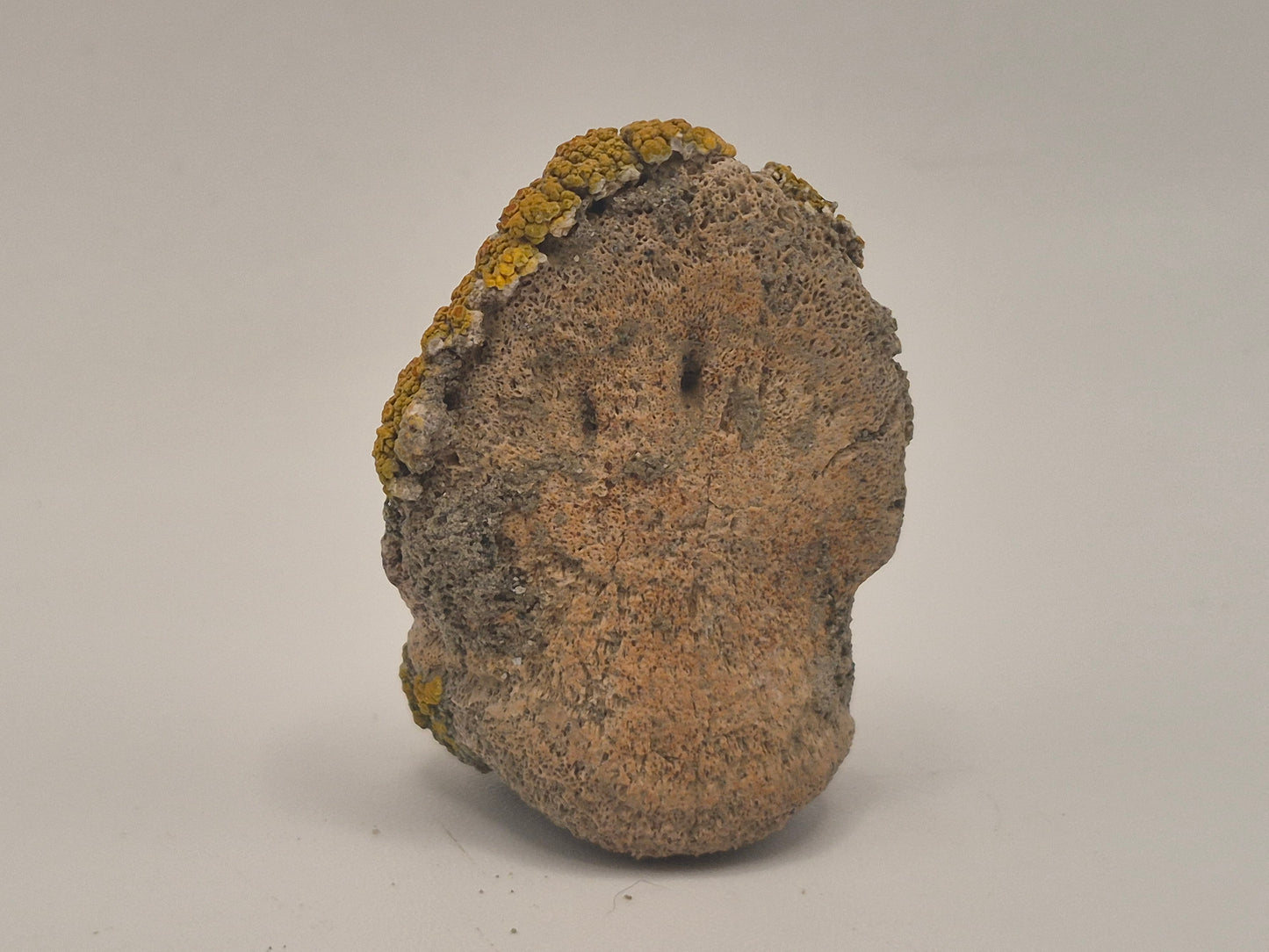 1.56" Hadrosaur Ungual(Judith River)