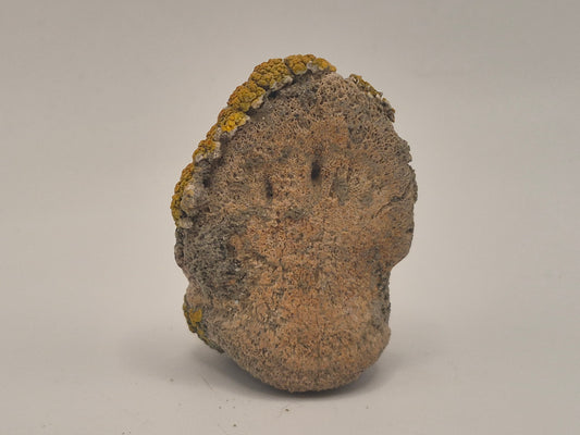 1.56" Hadrosaur Ungual(Judith River)