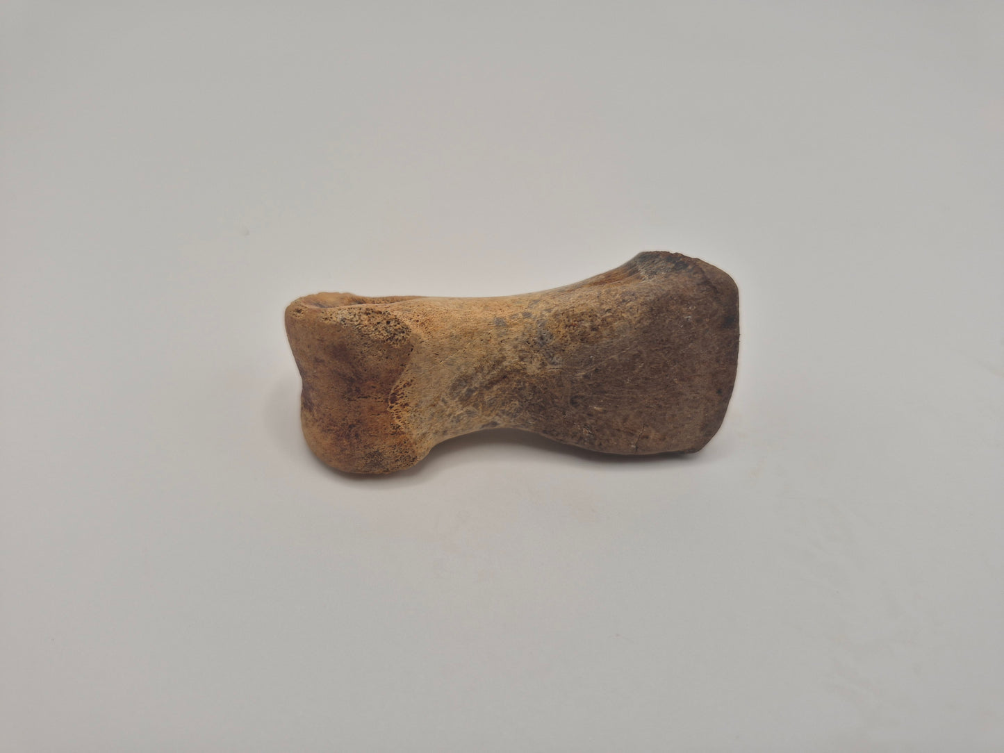 2.1" Juvenile Tyrannosaur Toe Bone (Judith River)