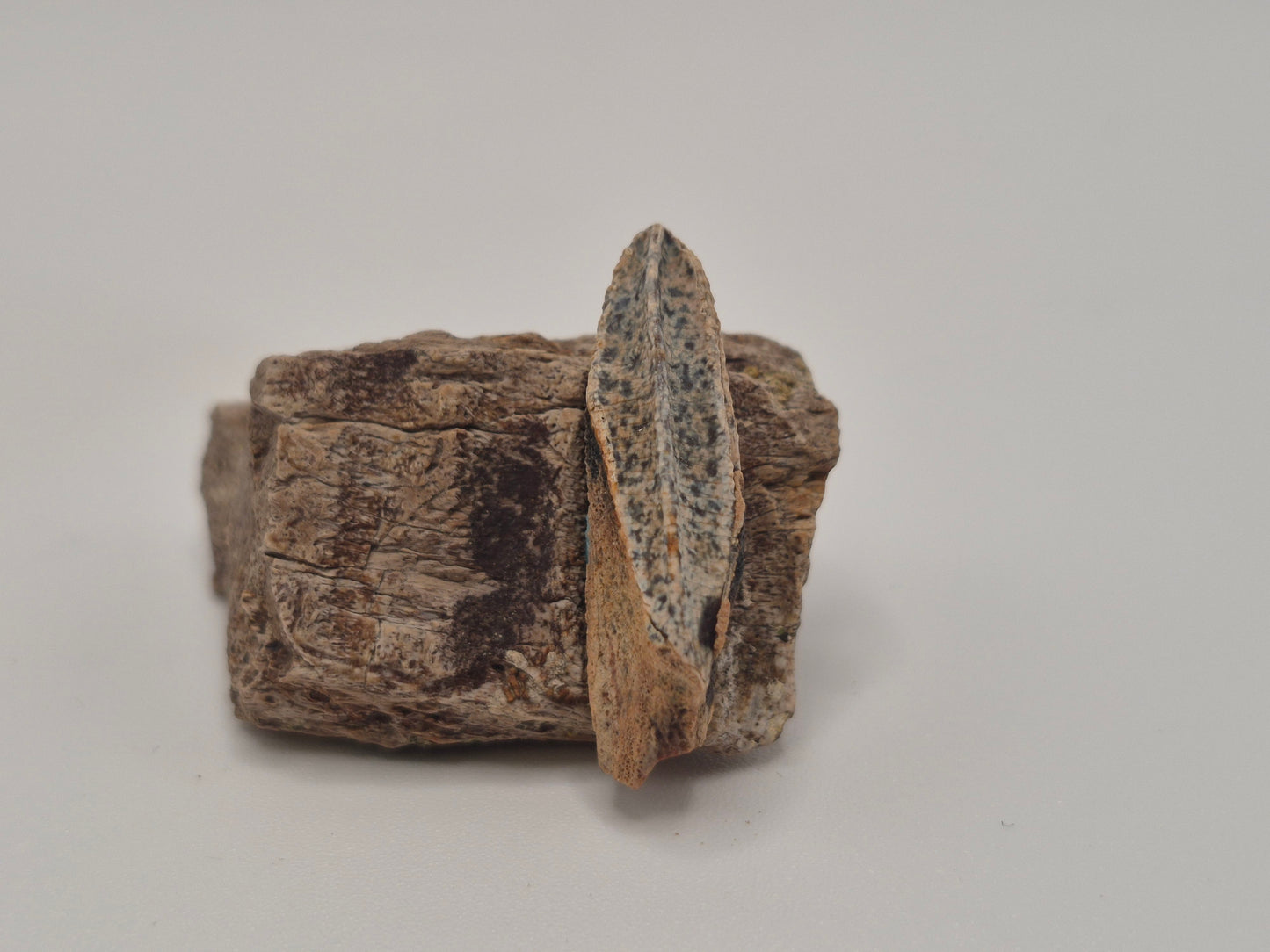 1.11" Hadrosaur Tooth W/ Jaw(Judith River)