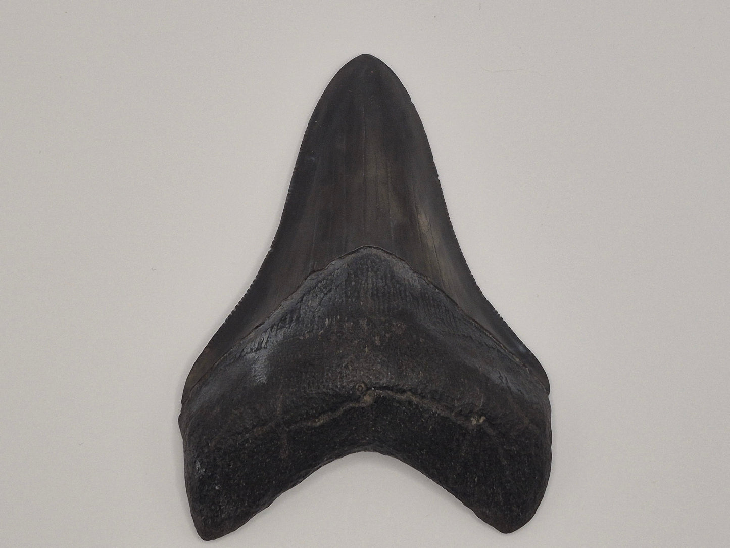 3.8" Megalodon Tooth(Georgia)