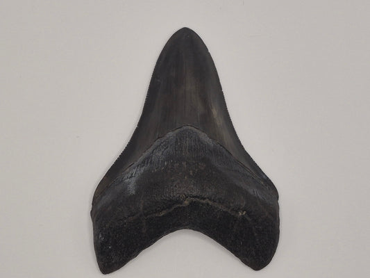 3.8" Megalodon Tooth(Georgia)