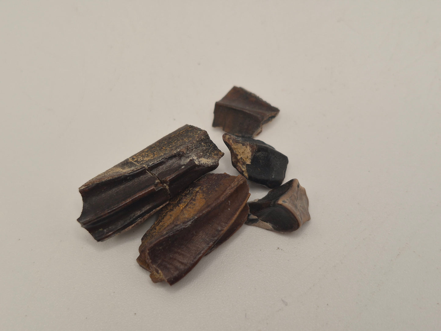 Bundle of 5 Hadrosaur Teeth