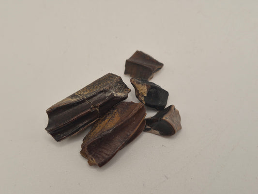 Bundle of 5 Hadrosaur Teeth