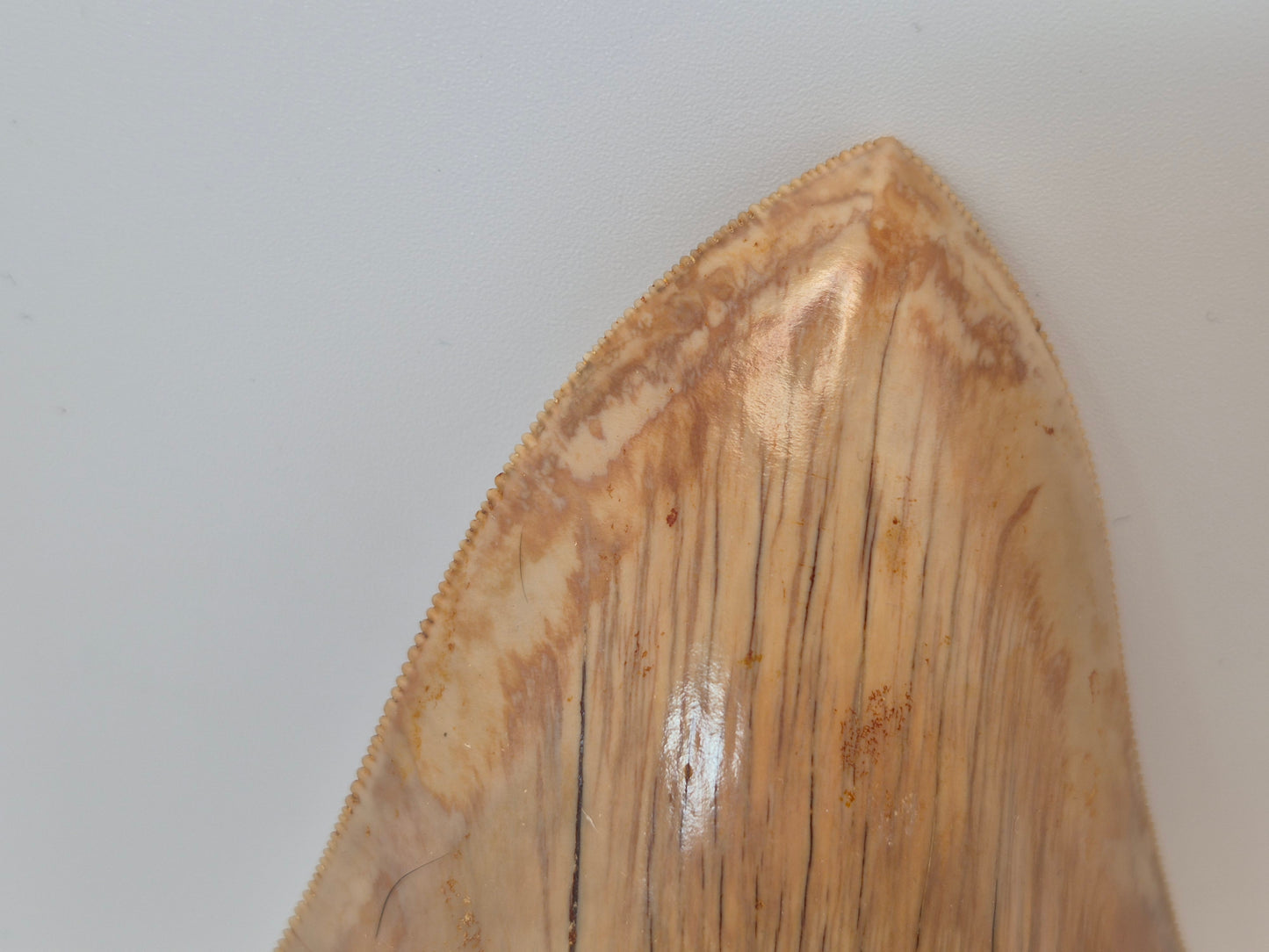 5.05" Megalodon Tooth(Indonesia)