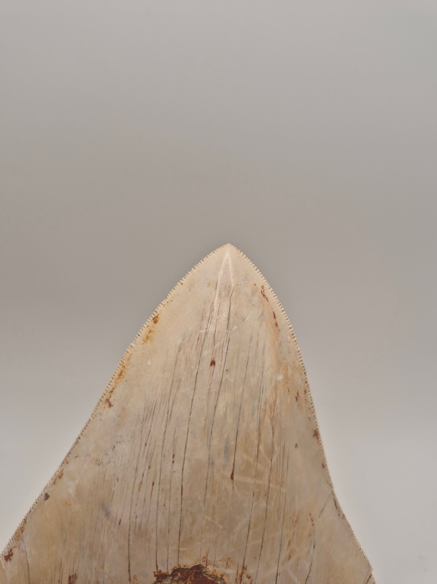 6.15" Megalodon Tooth(Indonesia)