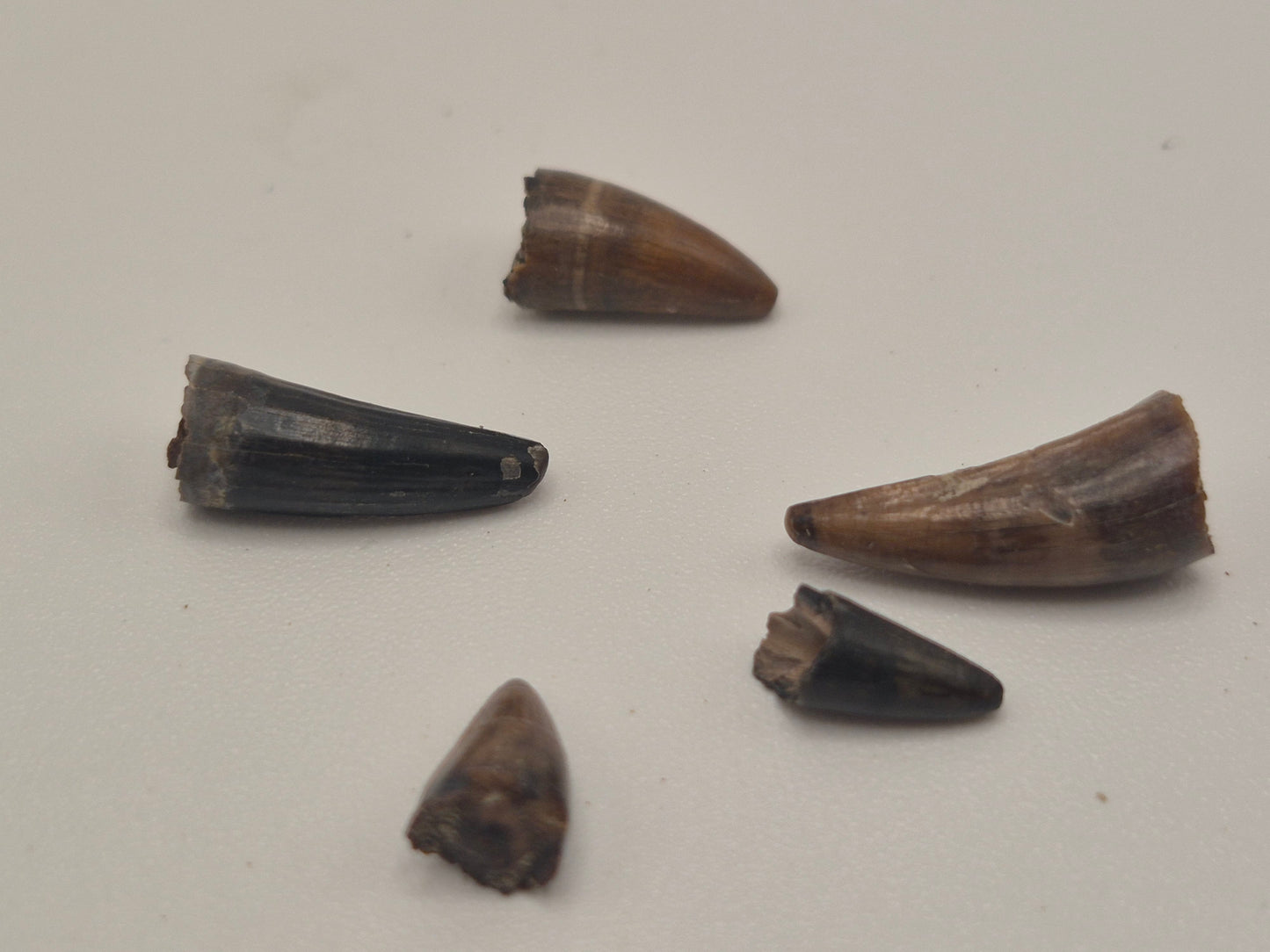 Bundle of 5 Fossil Crocodilian Teeth (Judith River)
