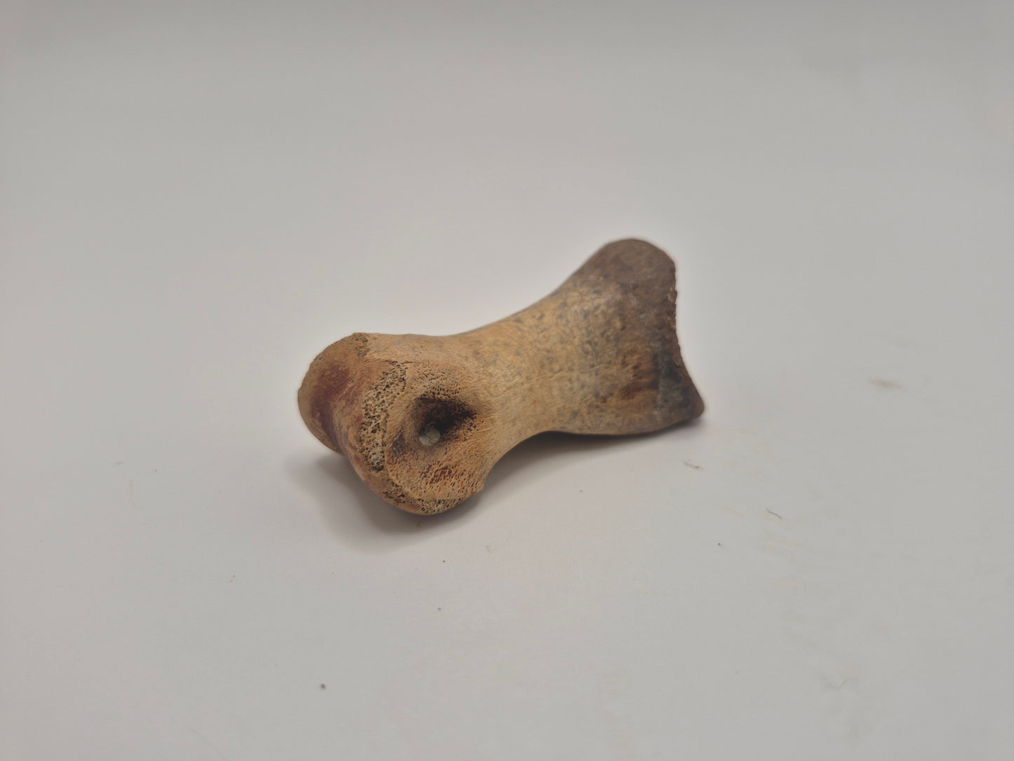 2.1" Juvenile Tyrannosaur Toe Bone (Judith River)